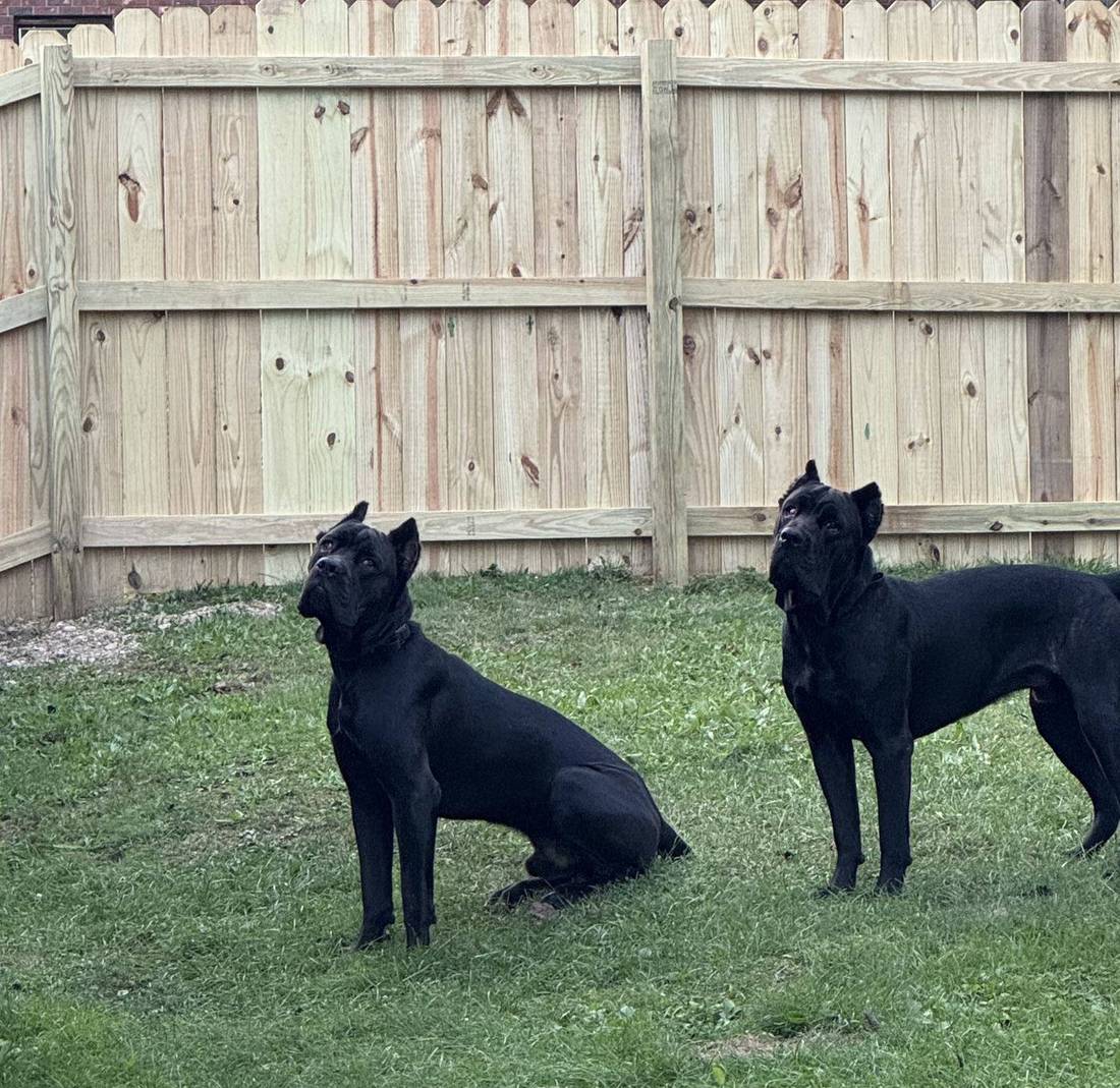 New wood privacy fence in a backyard with two black dogs on the lawn